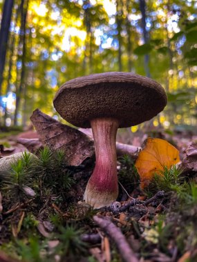 Sonbahar yaprakları mantar