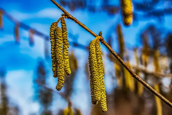 Baharda mavi gökyüzü arka planında söğüt dalları