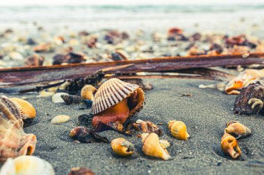 Kumsalda deniz kabukları