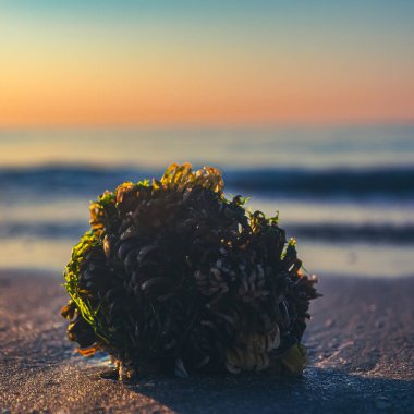 Yaklaş - gün batımında kumda bir çiçeğe