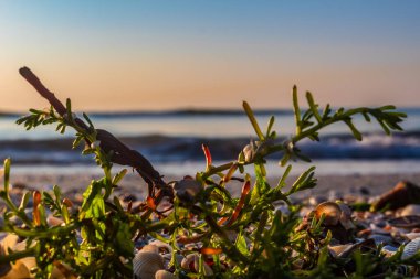 Deniz kıyısında gün batımında taşlar ve bitkiler.