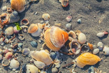 Sahilde deniz kabukları