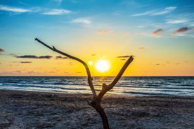 Sahilde gün batımı Palmiye ağaçlarıyla