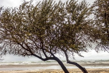 sahilde ağaç dalları