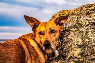 Dağlarda bir köpek