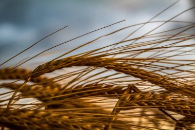 Sabah masada kuru buğday başakları