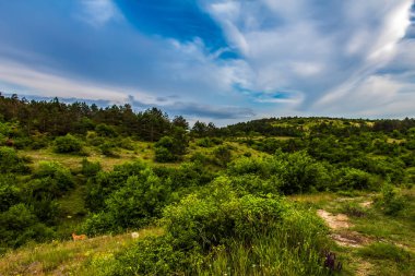 Ormanda nehri olan güzel bir manzara.
