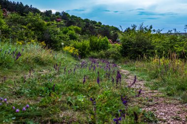 Dağlarda güzel çiçekler