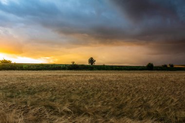 Bir buğday tarlası ve bulutlar.
