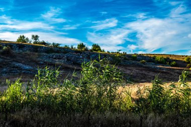 Ormanda yeşil ağaçlar