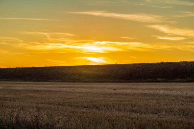 Güzel bir gökyüzü olan altın bir yaz tarlasında gün batımı