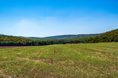 Bir tarlanın ortasındaki yeşil ormanın manzarası