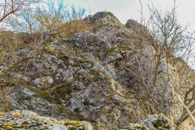 Ormandaki güzel doğa