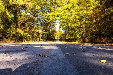 Ağaçları ve yaprakları olan güzel bir sonbahar ormanı