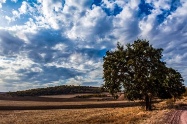 Kırsal alan, mesafeye giden bir yol..