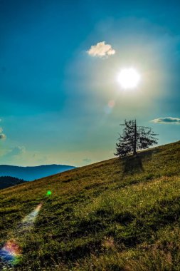 Dağlarda bir ağacı olan güzel bir manzara.
