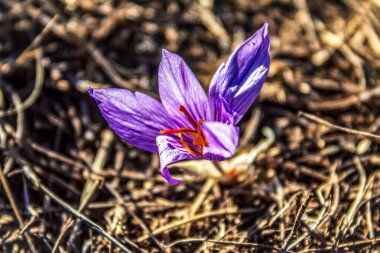 Bahar bahçesinde güzel mor bir çiçek.