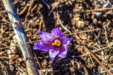 Bahçede güzel bir kraker