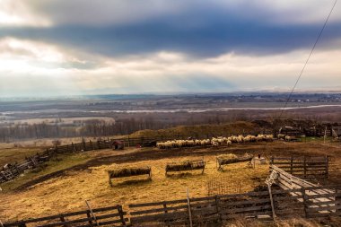 Arka planda koyun ve koyunun olduğu kırsal alan.