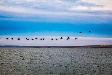 Deniz kıyısında martılar