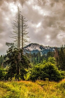 Ormanın güzel manzarası