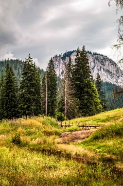 Arka planda orman olan güzel dağ manzarası