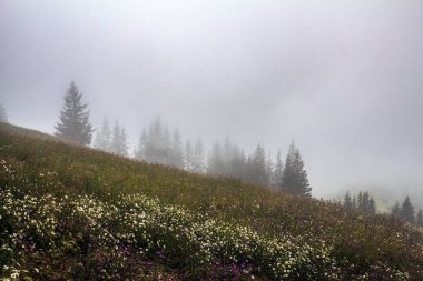 Dağlarda sisli güzel bir manzara.
