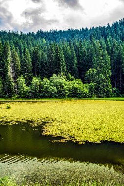 gölde yeşil ağaçlar