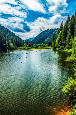 Ağaçlarla çevrili güzel bir göl görüntüsü.