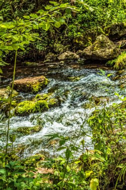 Ormandaki güzel nehir