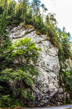 bir ağaç ile güzel dağ manzara