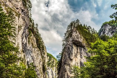 Ormanı olan güzel dağ manzarası