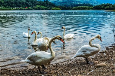 Gölde bir grup kaz.