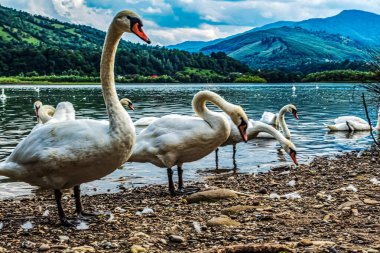 Dağlardaki göldeki kuğular, Avusturalya, doğa geçmişi.