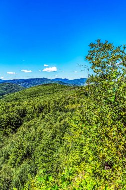 güzel yeşil orman ve mavi dağlar Karpatya dağlarında