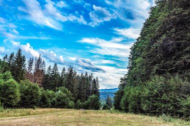Güzel bir manzara Ağacı ve mavi gökyüzü