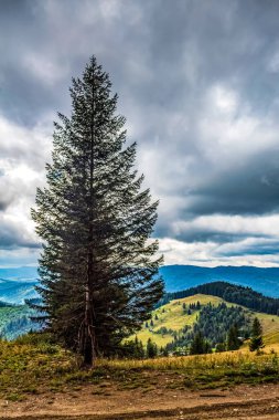 Karpatlar 'daki dağ ormanı.