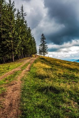 Ormanın ve dağ yolunun güzel manzarası