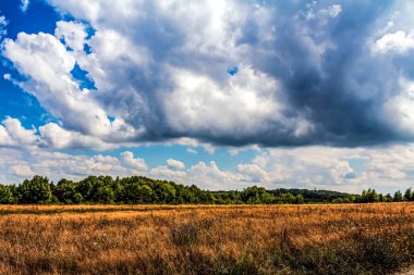 Buğday tarlası ve mavi gökyüzü olan güzel bir manzara.