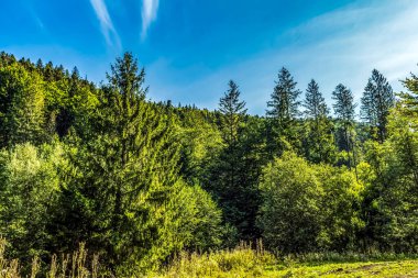 Dağlardaki Karpat Ormanı 'nın güzel sonbahar manzarası