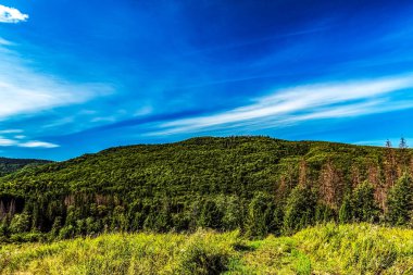 Dağlardaki dağ ormanları