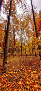 Sonbahar yapraklı güzel orman