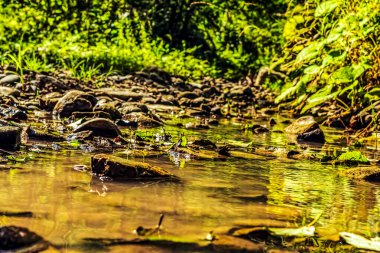 Ormandaki güzel nehir, doğa geçmişi.