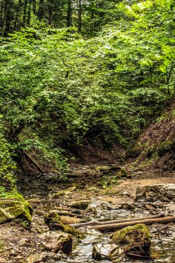 Ormanda ağaçlarla çevrili eski ahşap bir kütüğün güzel bir görüntüsü.