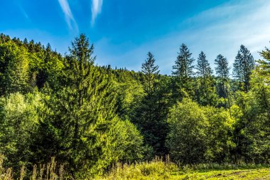 Dağlarda sonbahar ormanı.