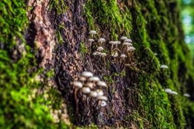 Ağaç gövdesinde büyüyen beyaz mantarlar