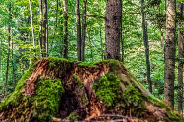 Karpat Dağlarındaki Orman