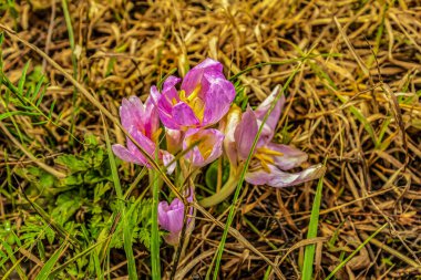 Bahçede güzel bahar çiçekleri