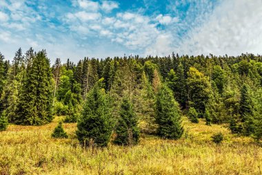 Bir dağ yolunda sonbahar ormanı