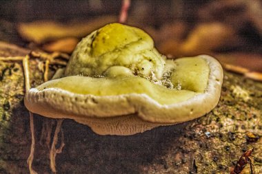 Ormandaki mantarların yakın plan çekimi.